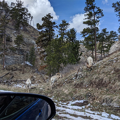 Driving through Yellowstone on my way to the Seattle area for a Microsoft Research internship.